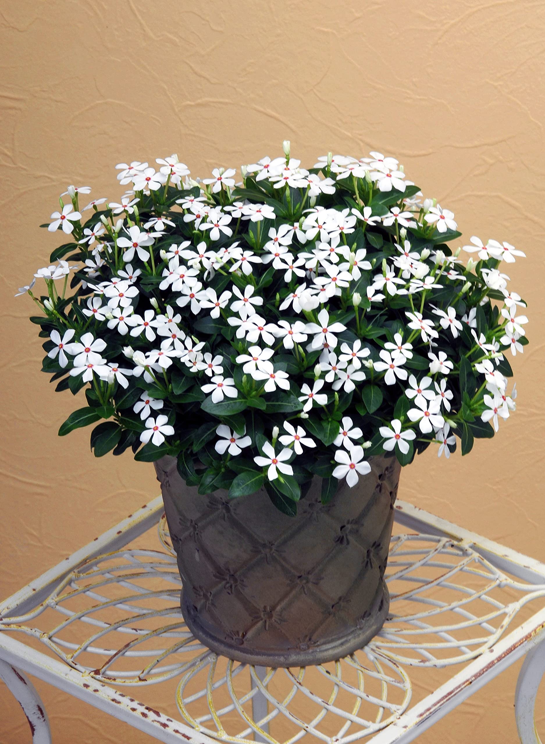 フラワースタッズ装飾　ホワイト　本革　６丁差し　SCA-235/CWA Amazon.com : 4.25 in. Eco+Grande Soiree Kawaii White Peppermint
