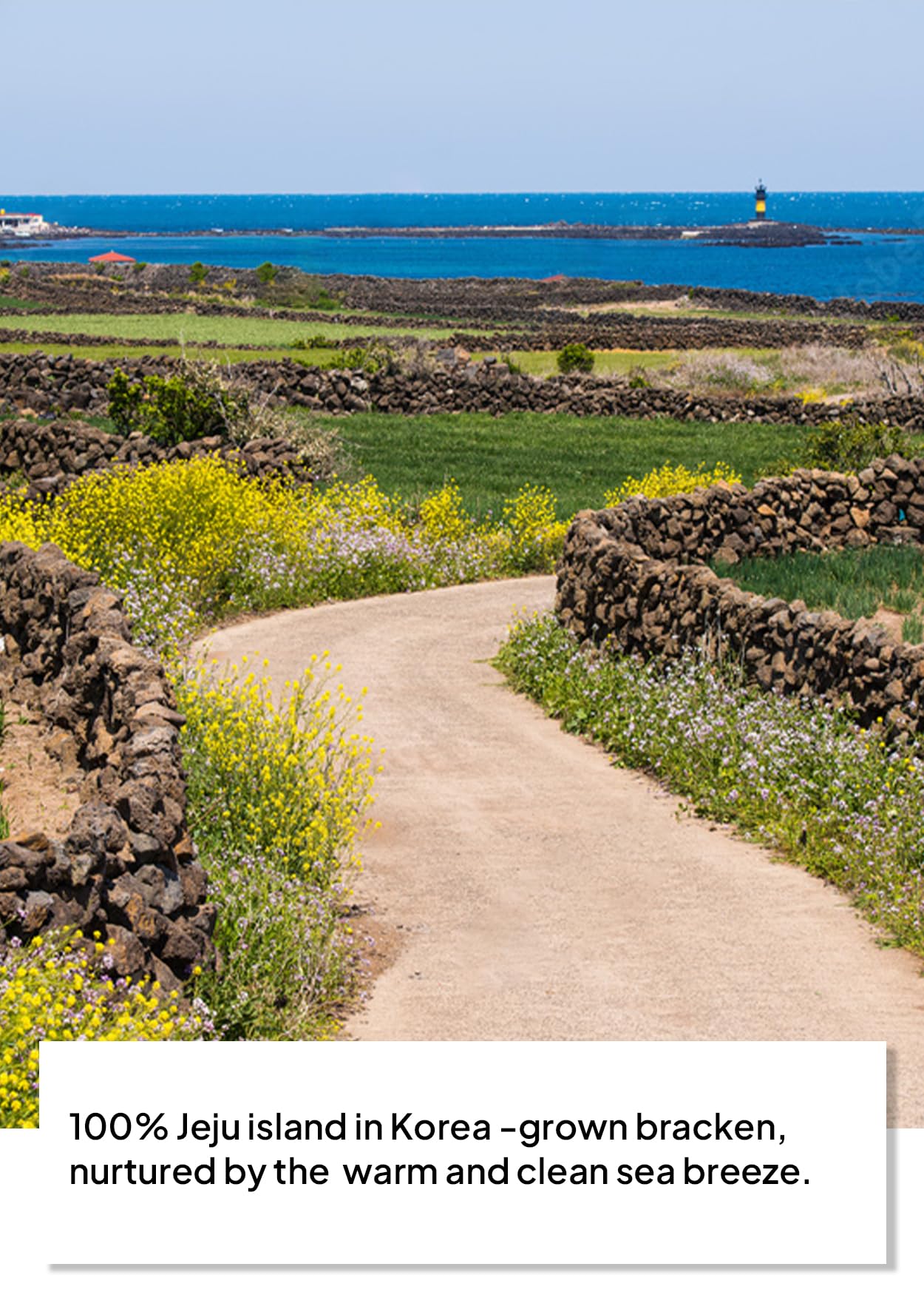 Korean Food Jeju Dried Bracken (Gosari) Authentic Korean Fernbrake for Bibimbap, Soups Vegan Recipes, 1.8 oz (50g), 100% Natural Flavorful ???