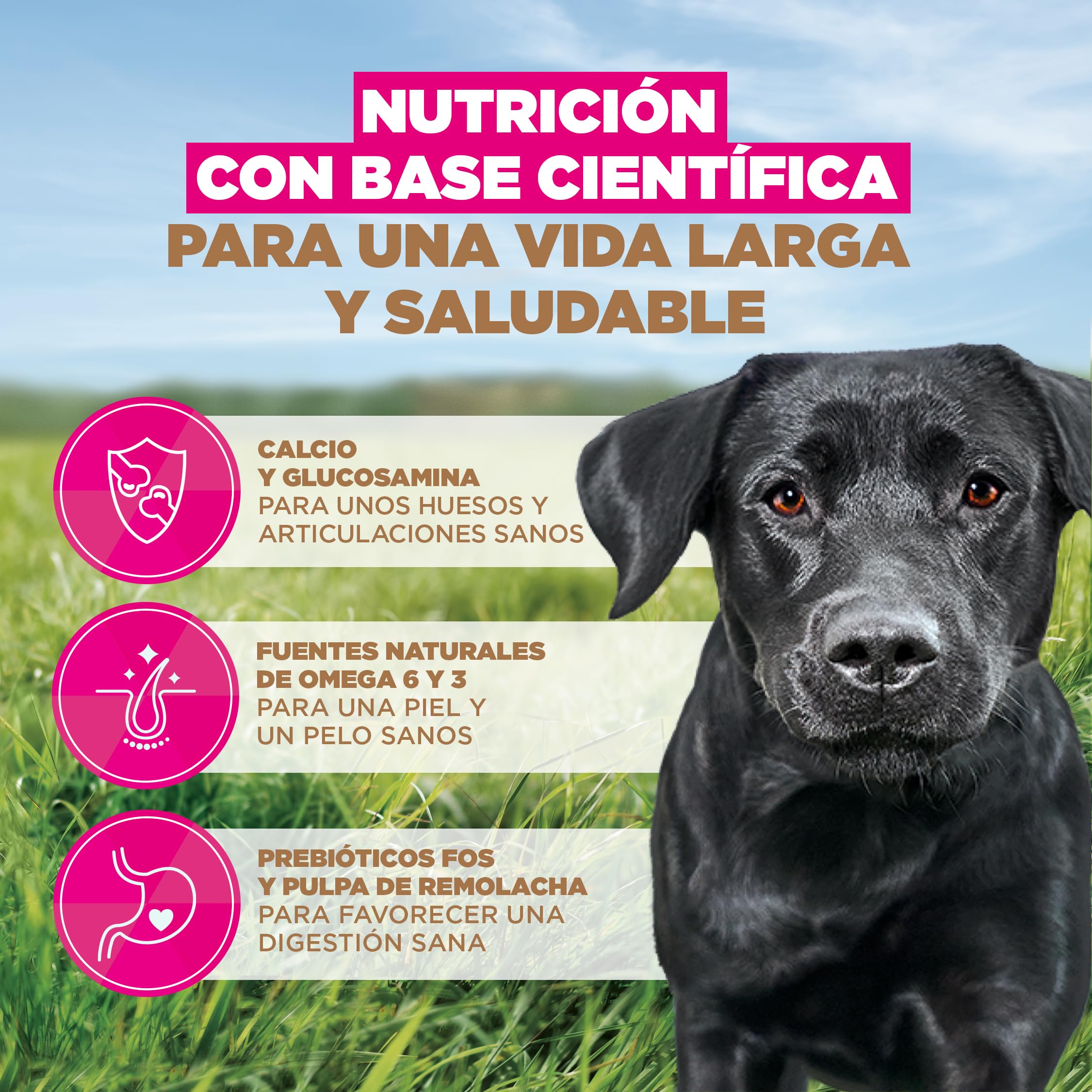 Eukanuba, alimento para Perros sin Cereales con Pollo para Razas Grandes - Alimento seco Premium sin Cereales para Perros Adultos, 12 kg