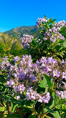 Miniatura 8 de HolyHerba Miel 100% pura y natural de Santa Yerba y miel de salvia, 16 onzas