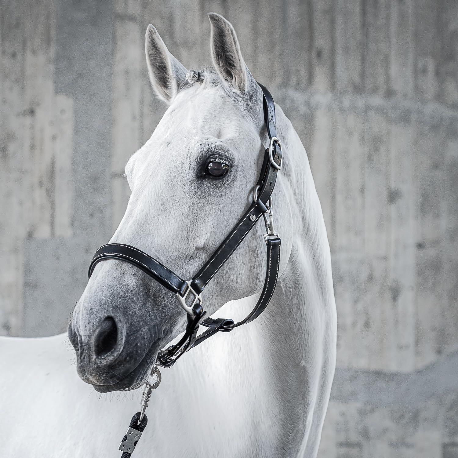 SUNRIDE Cabestro para Caballos de Cuero auténtico (Dallas) con Cuerda - Ajustable, Acolchado y anatómico (Negro, Pony)