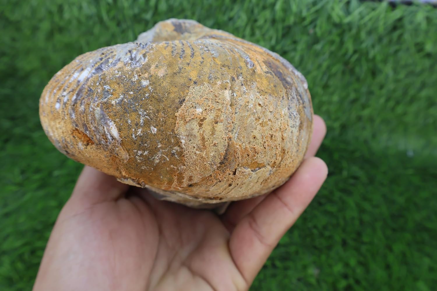 Rare Nautilus Fossil Fossil from Morocco Fossils Fossil Rock A535