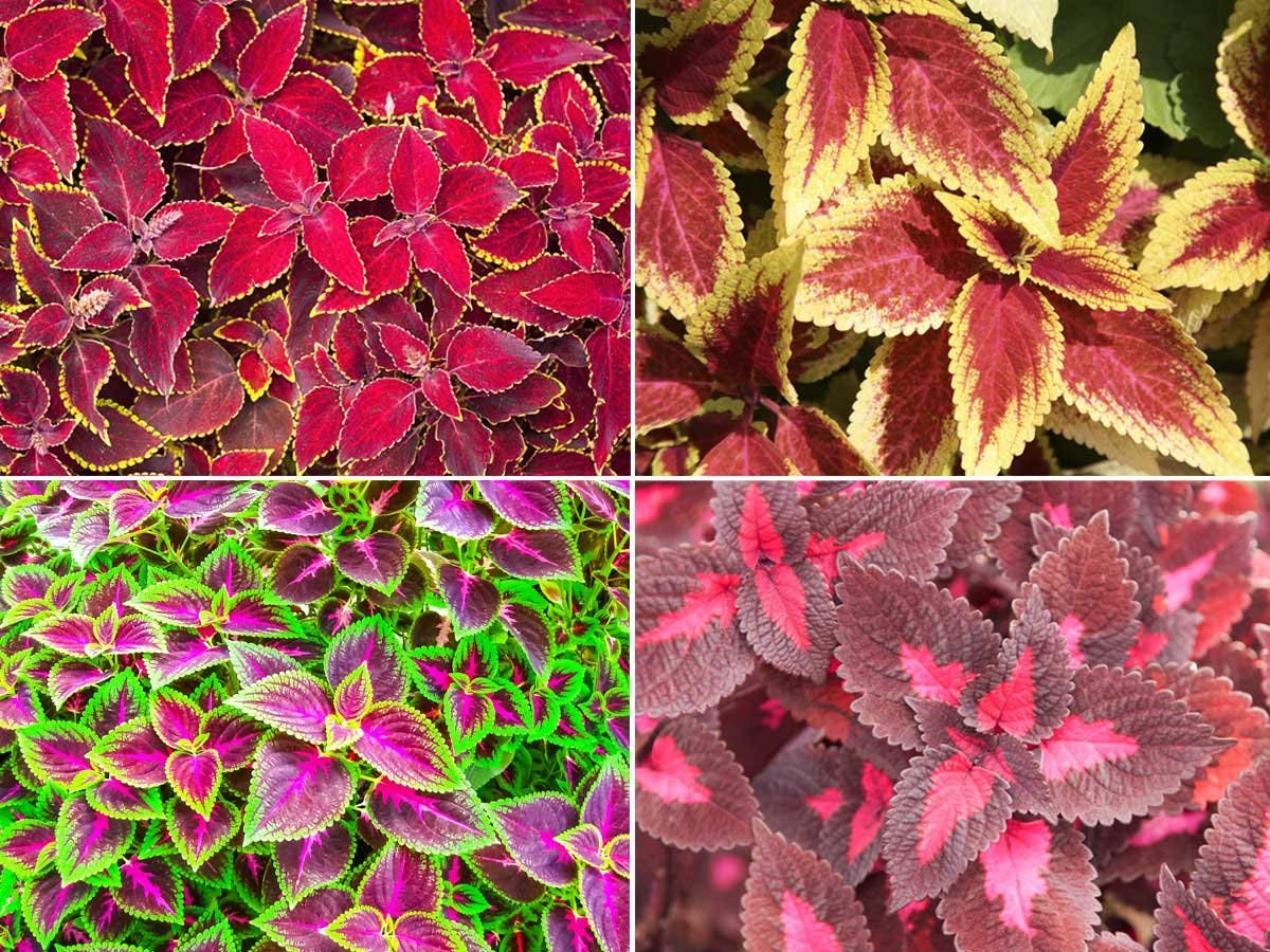 See full amazon price history chart for OhhSome Flower Seeds Common Coleus Mixed Organic Seeds 20 Seeds Kitchen Garden Seeds Pack - Eco" OhhSome Flower Seeds Common Coleus Mixed Organic Seeds 20 Seeds Kitchen Garden Seeds Pack - Eco" (B07Y87SJCC) Amazon Price History, Amazon Price Tracker
