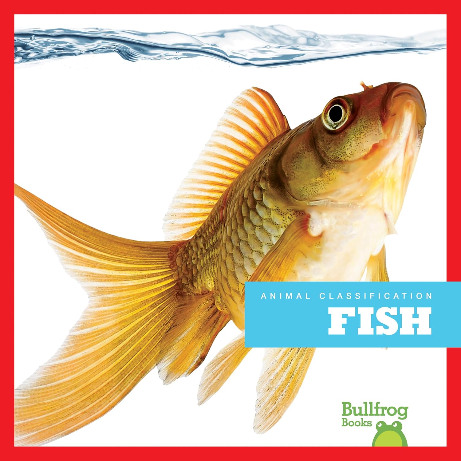 Amazon.com: Fish (Bullfrog Books: Animal Classification): 9781620315927 ...