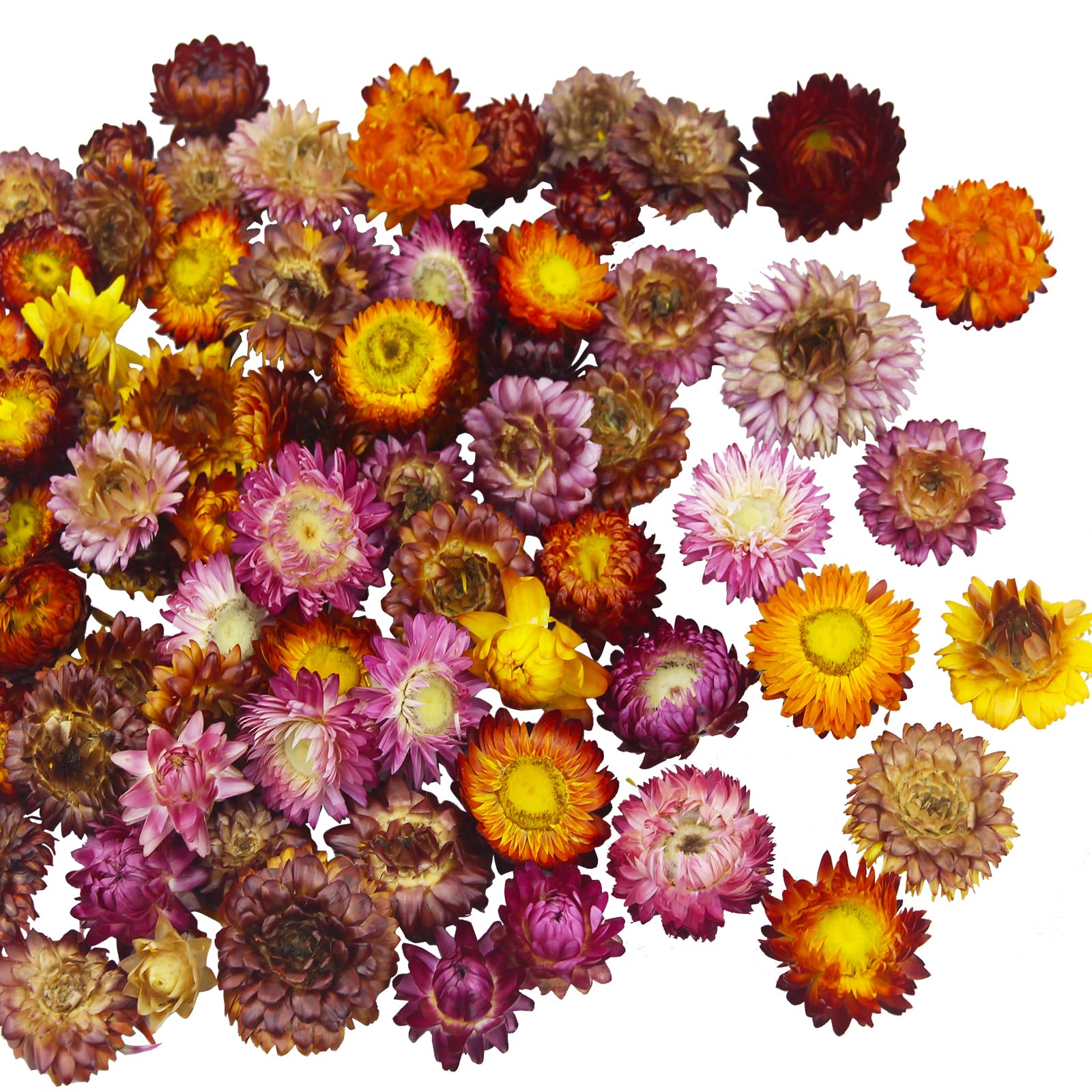 CEWUDA 60 Pcs Natural Dried Daisy Flowers Heads Bulk Gerbera Daisies Multicolor Real Sunflowers Chrysanthemum Dry Flower Arrangements for Wedding Decor Home Party Decoration Headband DIY Craft