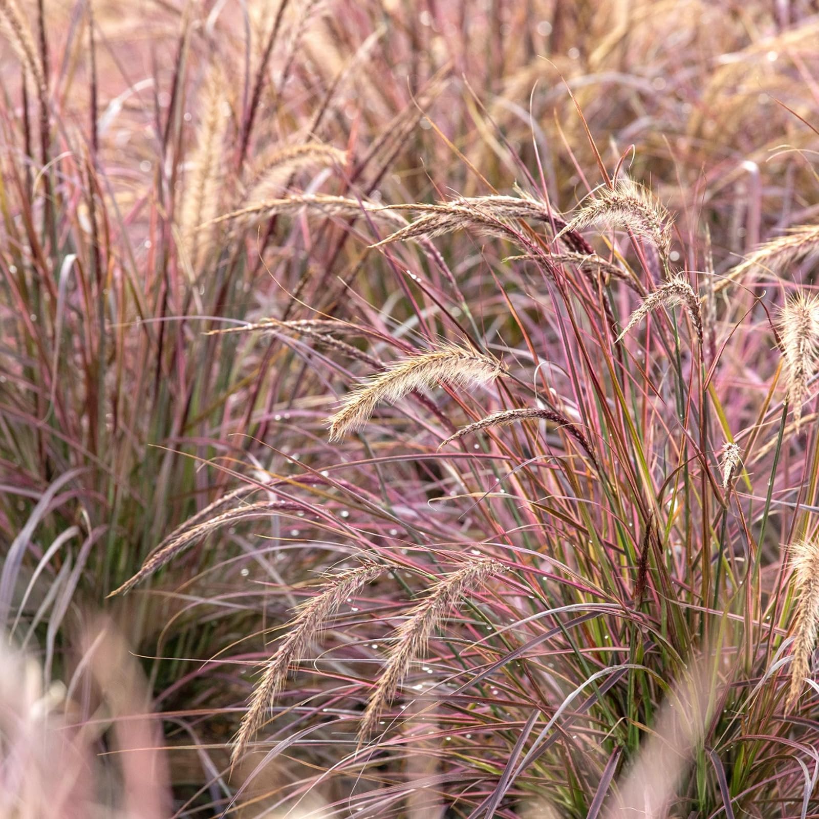 Carbeth Plants Pennisetum Cherry Sparkler Plant 3 x 9cm Pot