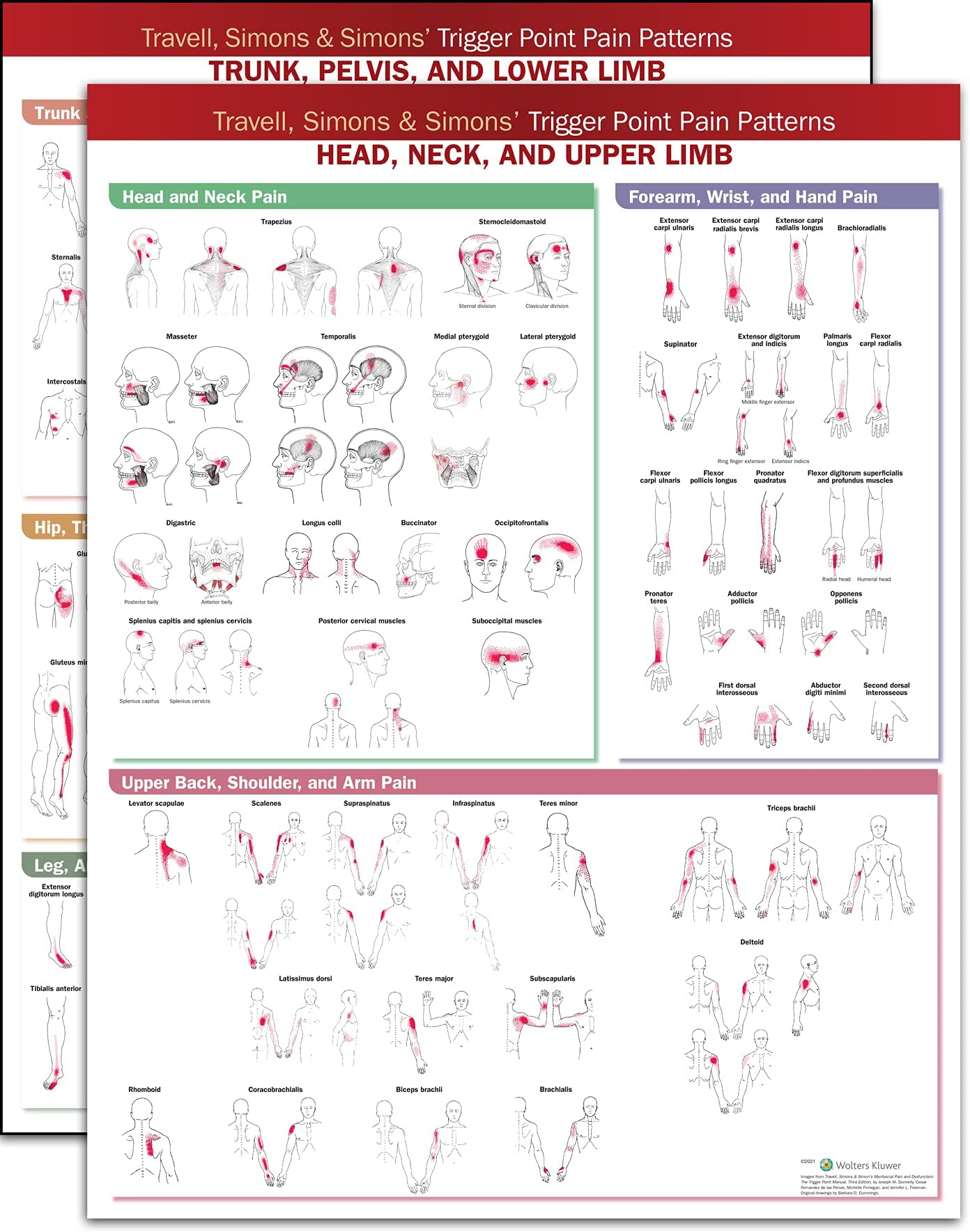 Travell, Simons & Simons Trigger Point Pain Patterns Wall Charts Package