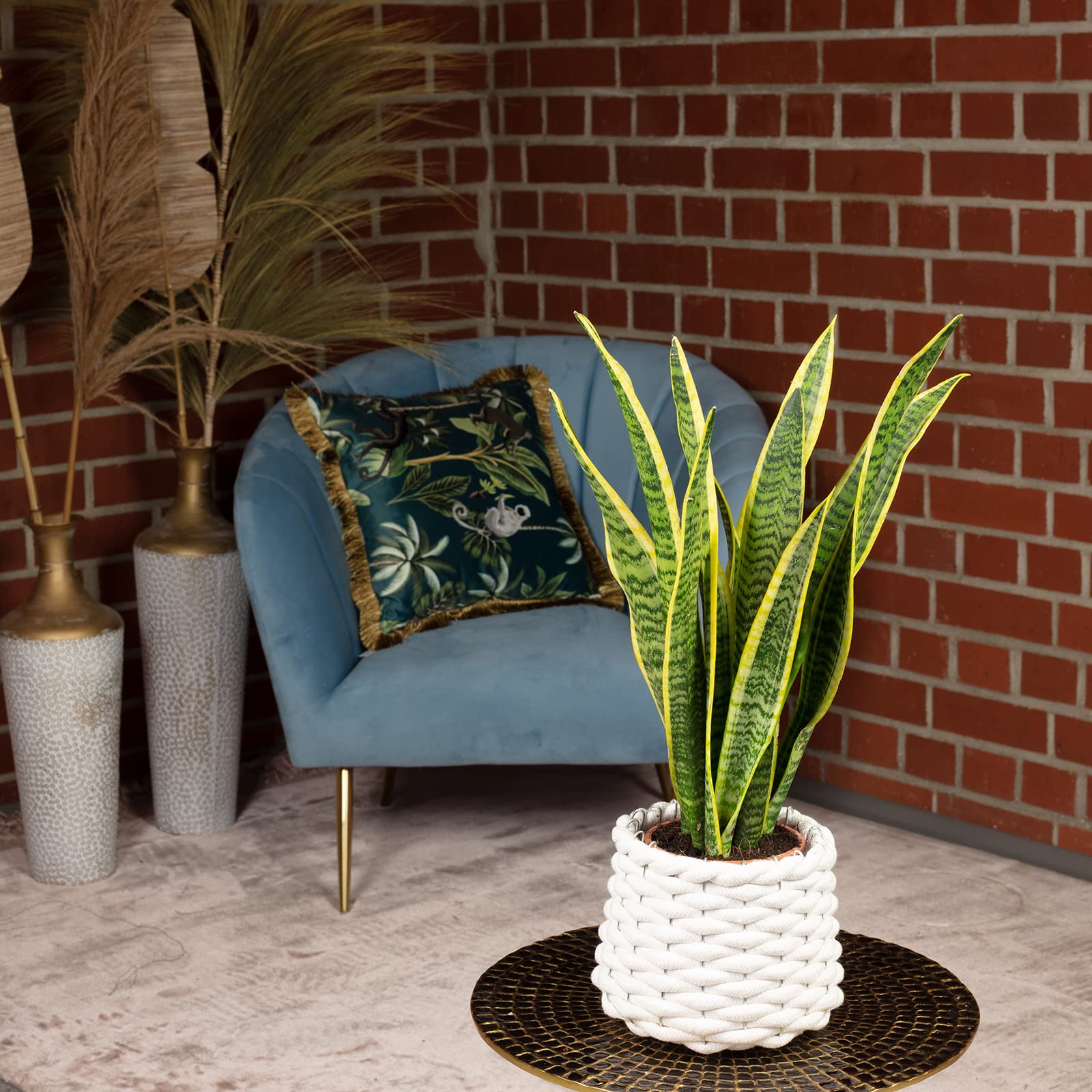 Bogenhanf - pflegeleichte Zimmerpflanze, Sansevieria trifasciata Laurentii  - Hhe ca. 35 cm, Topf- 12 cm : Amazon.de: Garten