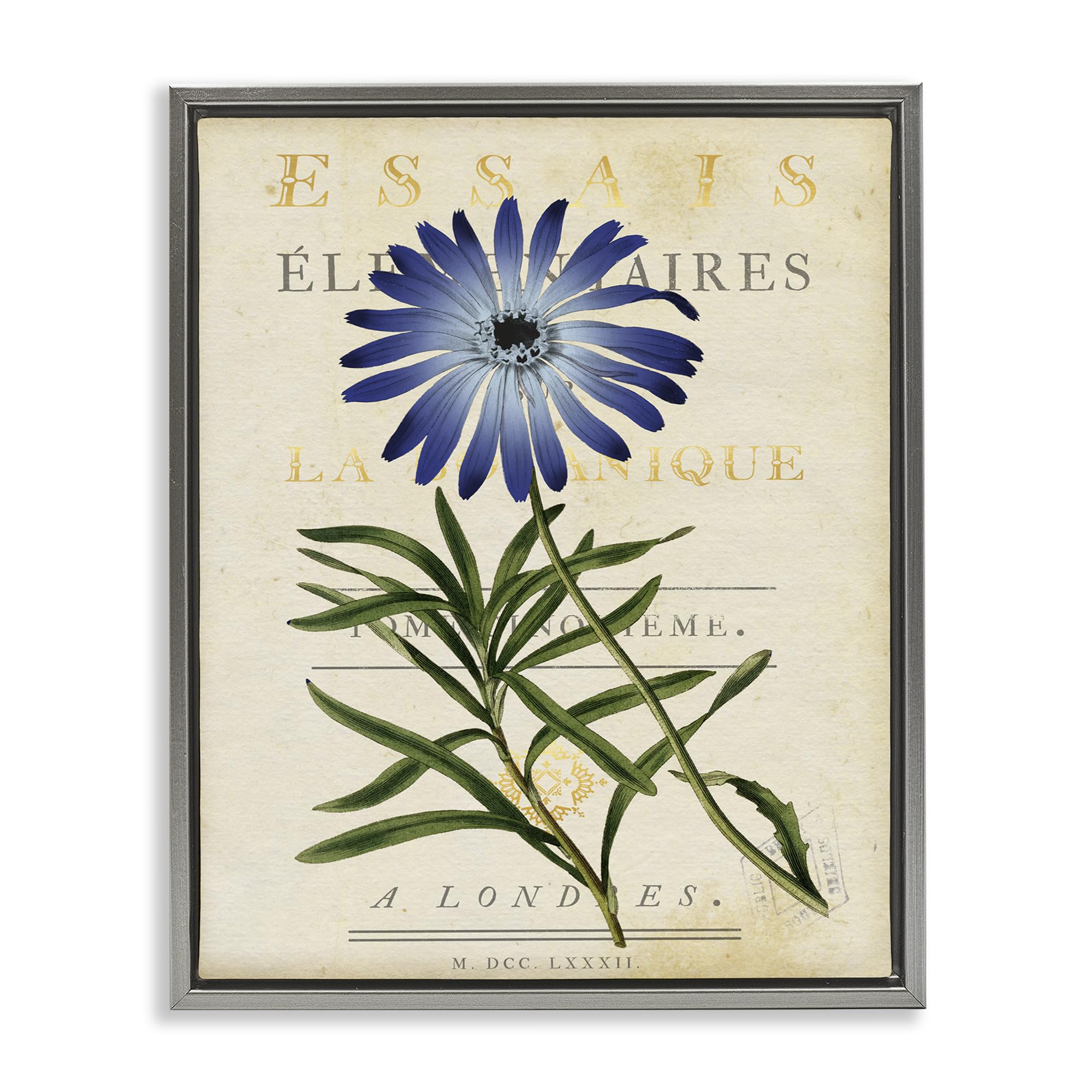 Stupell Industries Luster Gray (Matte) 'Natural Botany Daisy'| Floating Frame Canvas Art