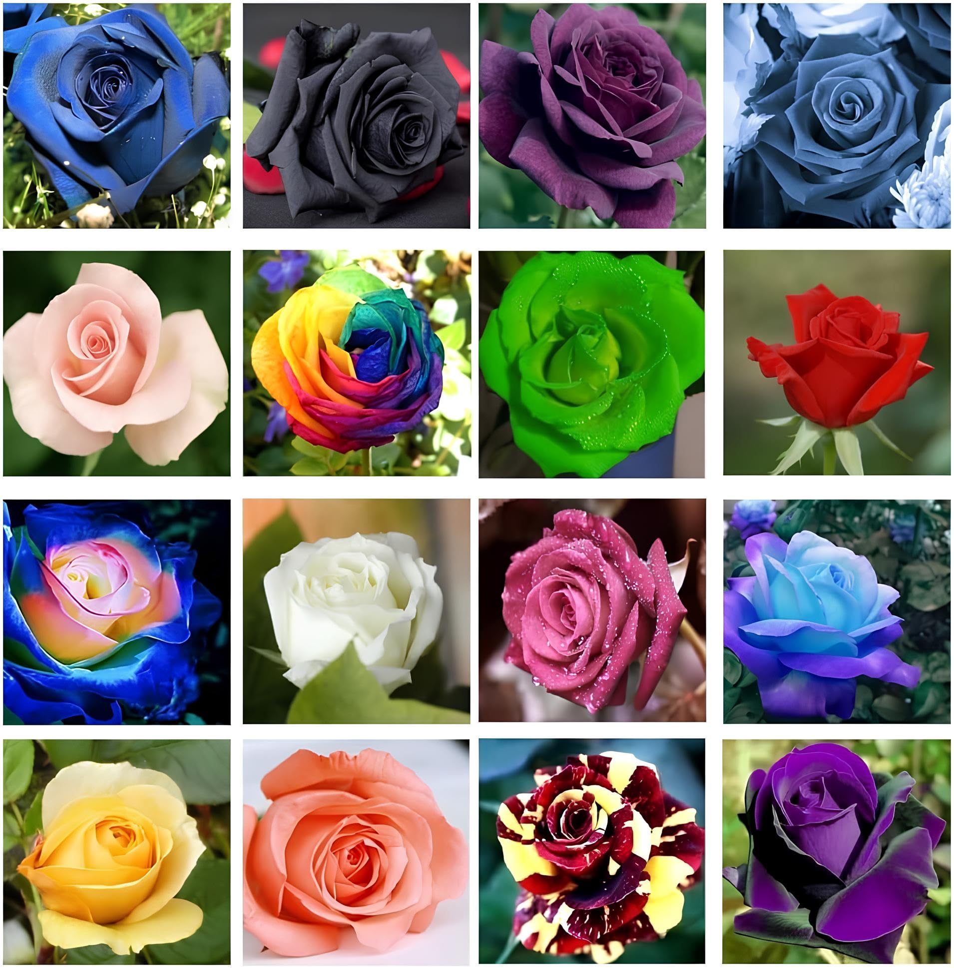100+ Seeds- 6 Type Rose Gulab Flower Seeds For Sowing-15+Seeds