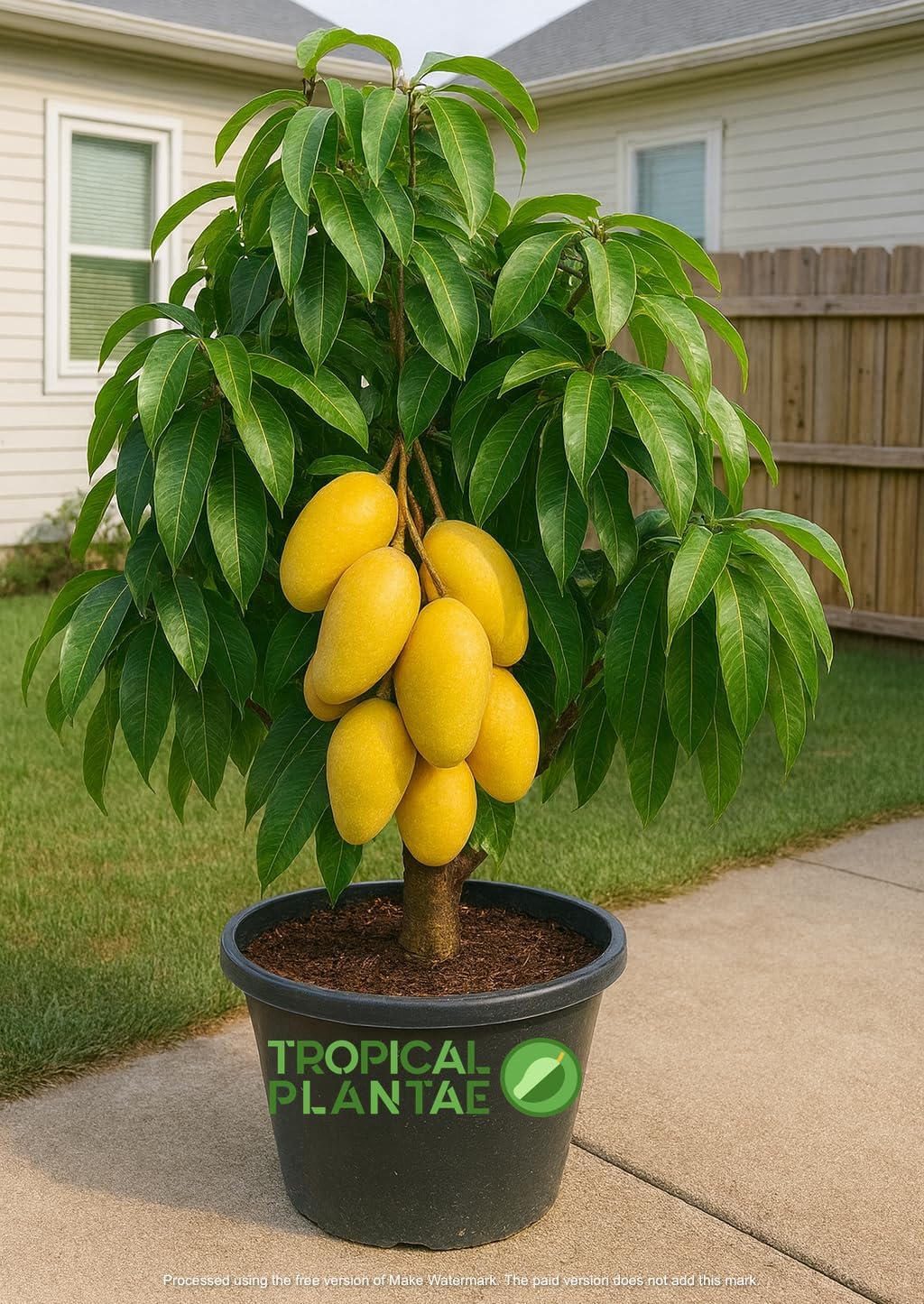 Grafted Pineapple Mango Tree – Live Tropical Fruit Tree – Premium Caribbean Variety – USDA Certified