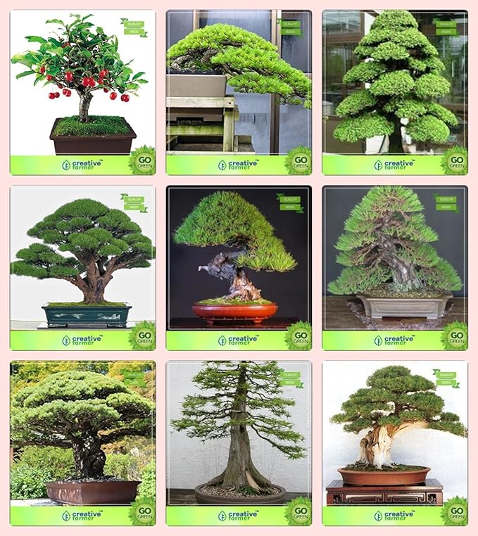 Creative Farmer Bonsai Suitable Seeds : Rare Bonsai Suitable Plant