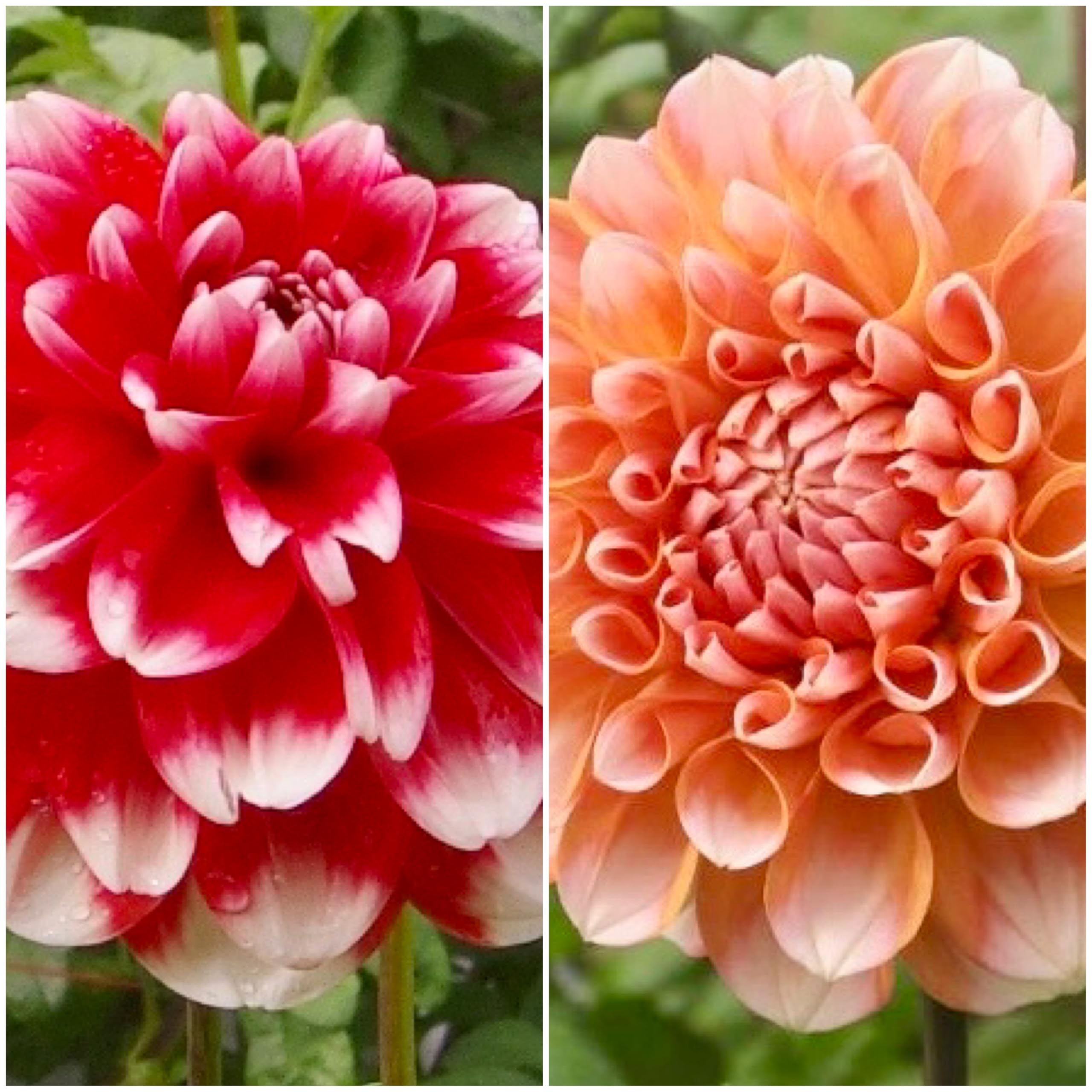 Amazon.co.jp: ダリア 球根 お楽しみセット 祝杯 ポートライトペア