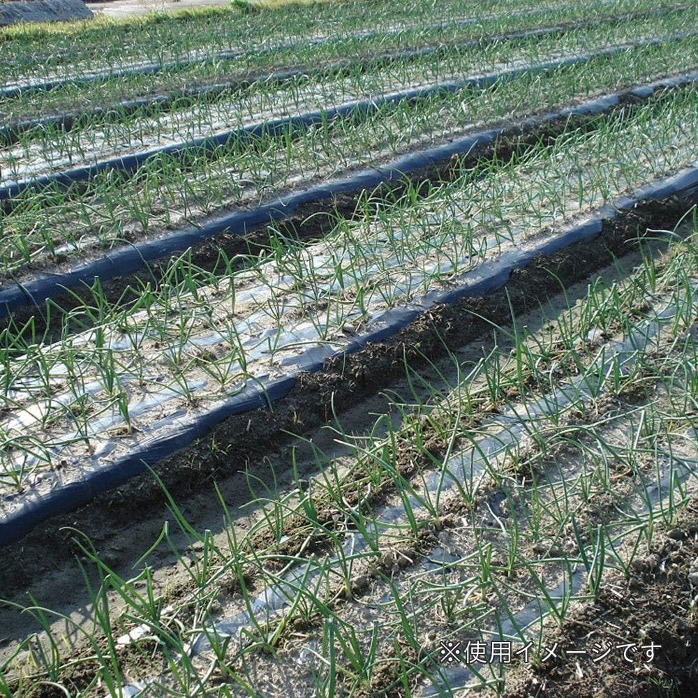 Amazon.co.jp: カインズ(CAINZ) 穴あきマルチ 黒 9415 農業用フィルム