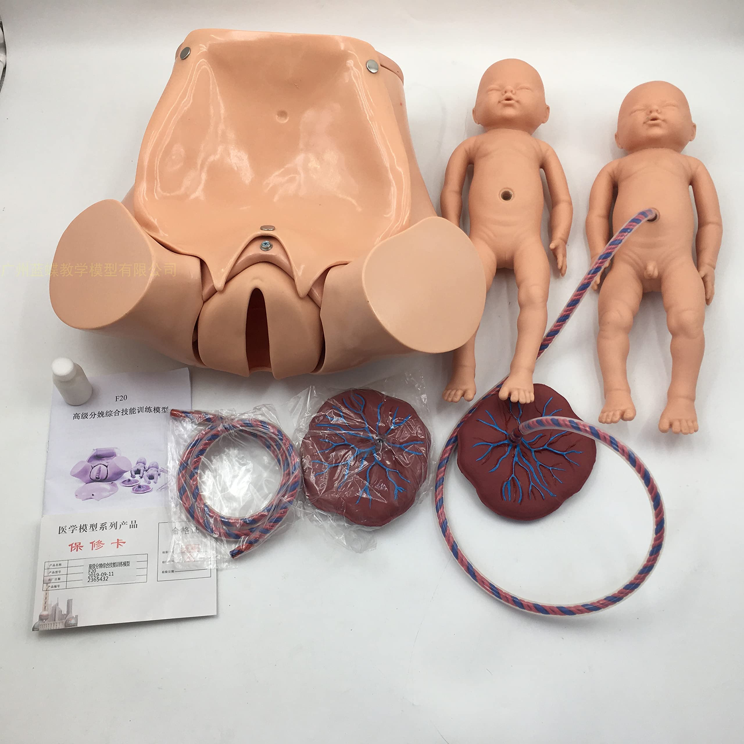 Outils de modèle d'enseignement, modèle Complet de Formation aux compétences pour l'accouchement de Jumeaux, Position fœtale féminine, Accouchement, dystocie, modèle de démonstrati
