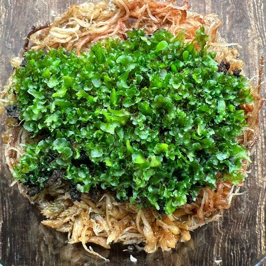 リドレイ　パカラン　胞子体大量　P.ridleyi pakarang Amazon.co.jp: P. ridleyi Pakarangリドレイパカラン前葉体 胞子体 XL