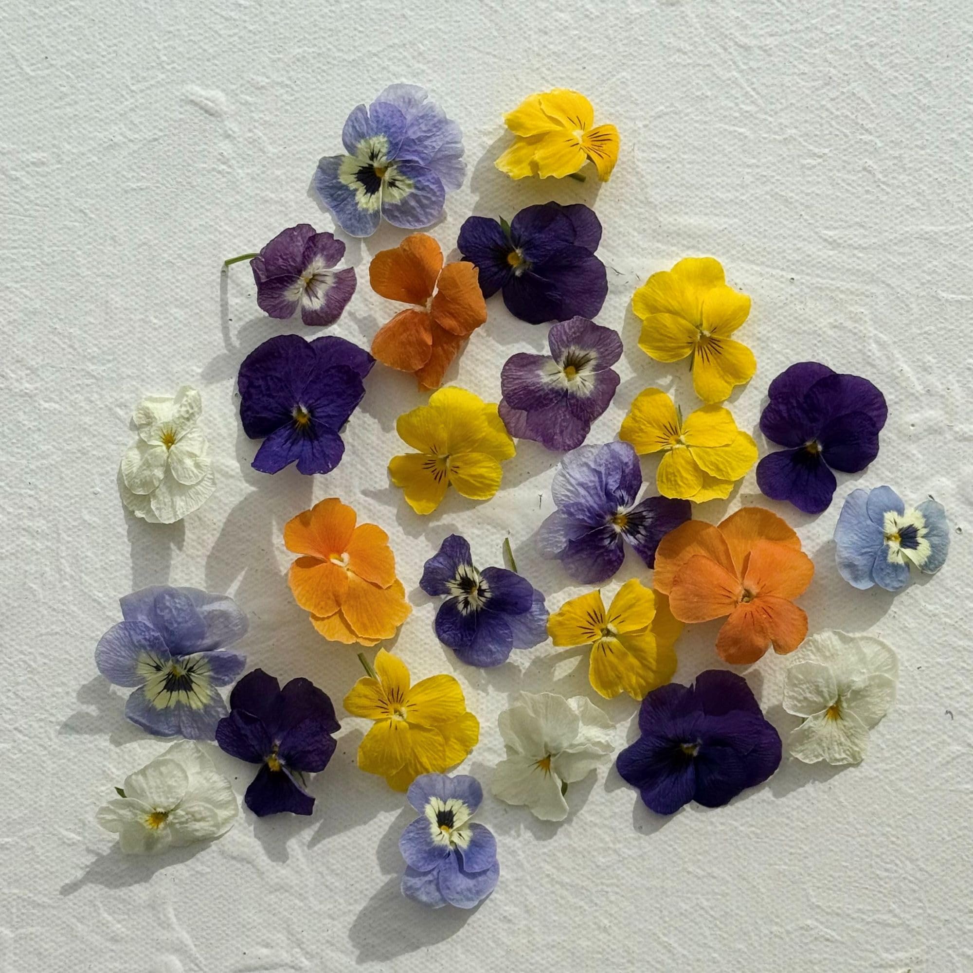 Edible Flowers - Freeze Dried Violas - Multicoloured - 40 Flower Heads - Certified Food Grade (389)