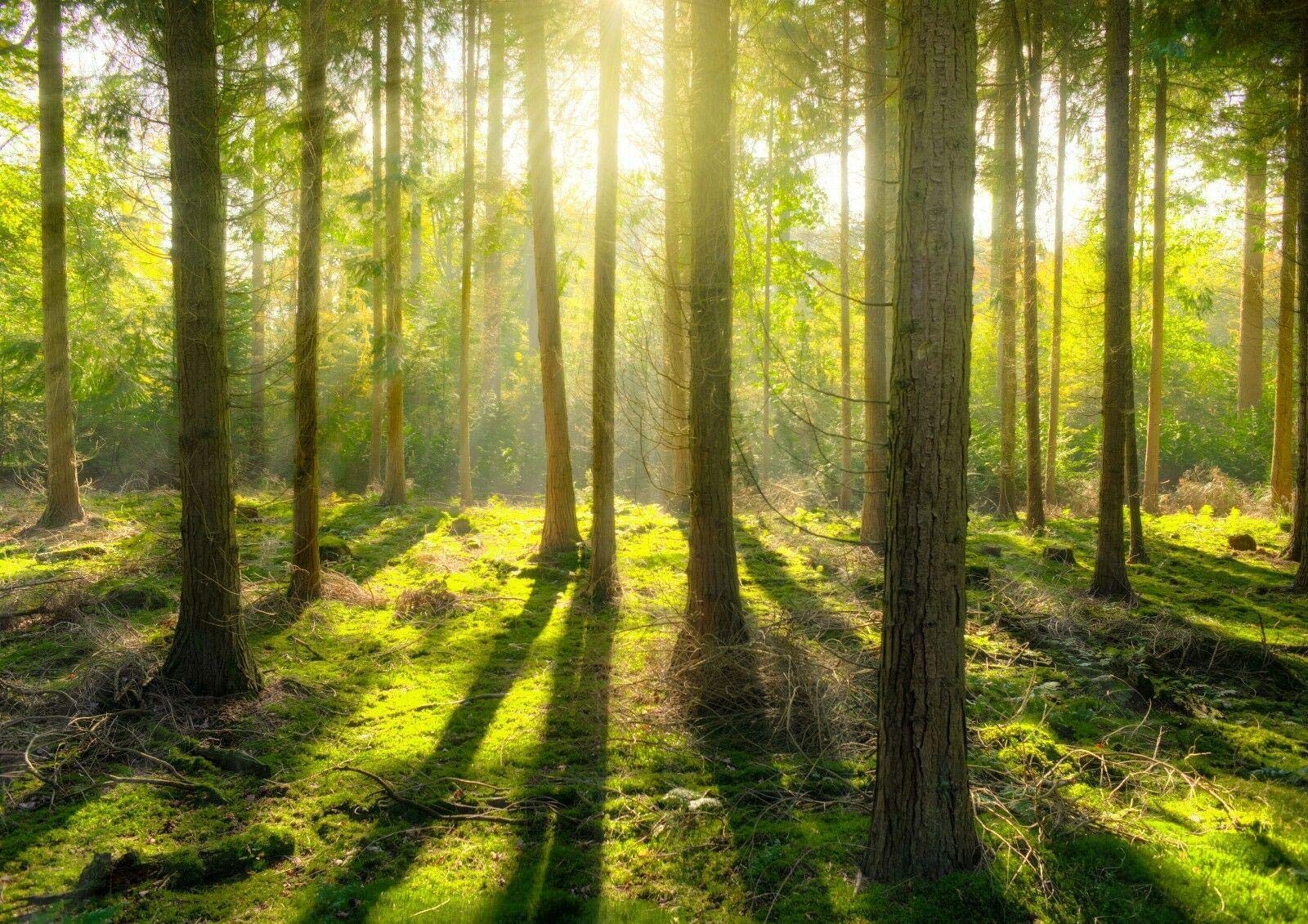 Stukk White Green Trees Forest Nature Living Room Bedroom Poster - A3 (297 X 420Mm)