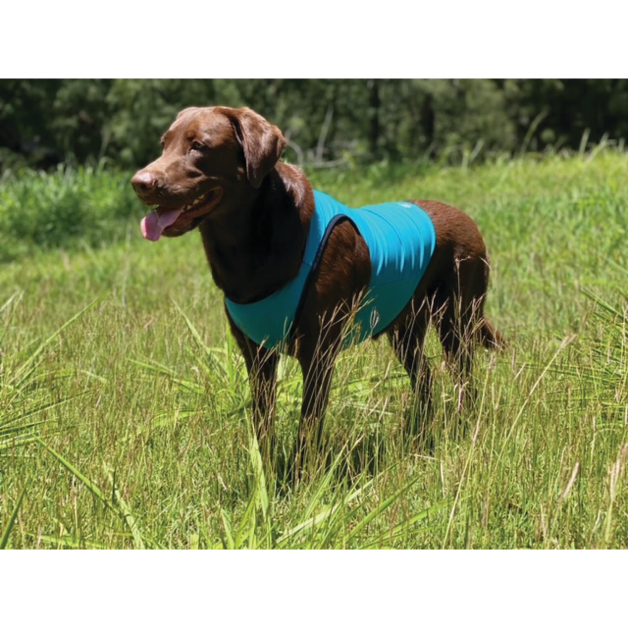 Terrain Gilet de Refroidissement pour Chien – Tissu rafraîchissant alimenté par la Technologie Coolcore