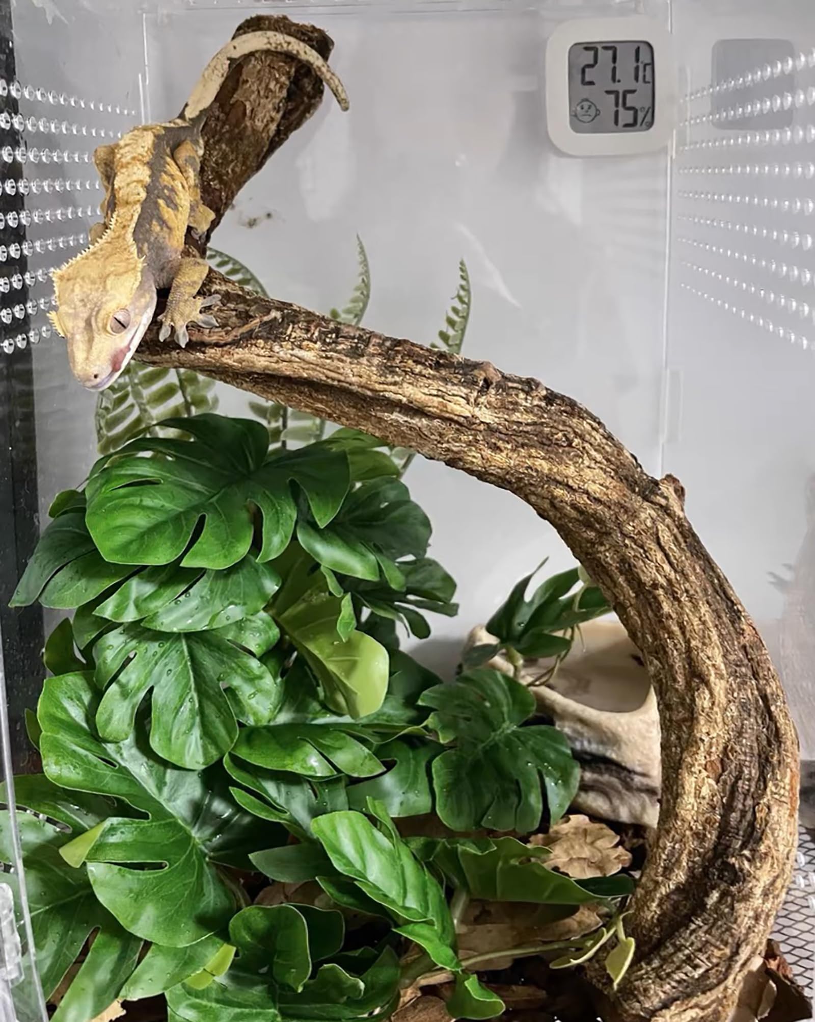 ZOOTOGRAFIANDO (8.374 ANIMALS): GECKO GÁRGOLA / GARGOYLE GECKO  (Rhacodactylus auriculatus), image size:1600x2004