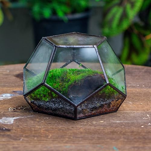 Miniatura 4 de NCYP Terrario geométrico de vidrio pequeño con puerta, 7.1 x 7.1 x 4.7 pulgadas, maceta cerrada con pentágono negro para suculentas, plantas de