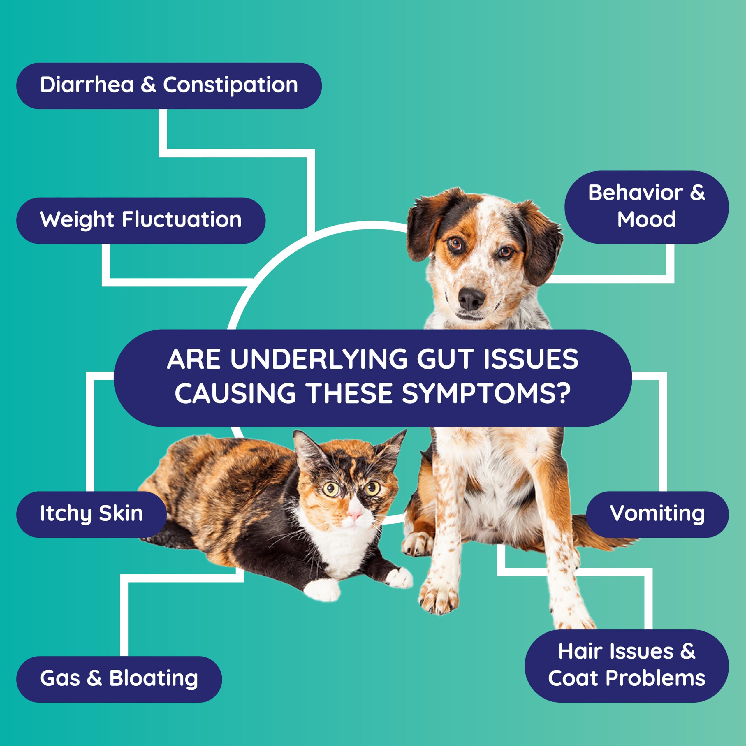 Basic Gut Test Kit – for Diarrhea, Itchy Skin, Mood Changes & Discomfort – Non-Invasive & Fast Results - Vet Trusted - Easy at-Home Stool Test - for Dogs & Cats