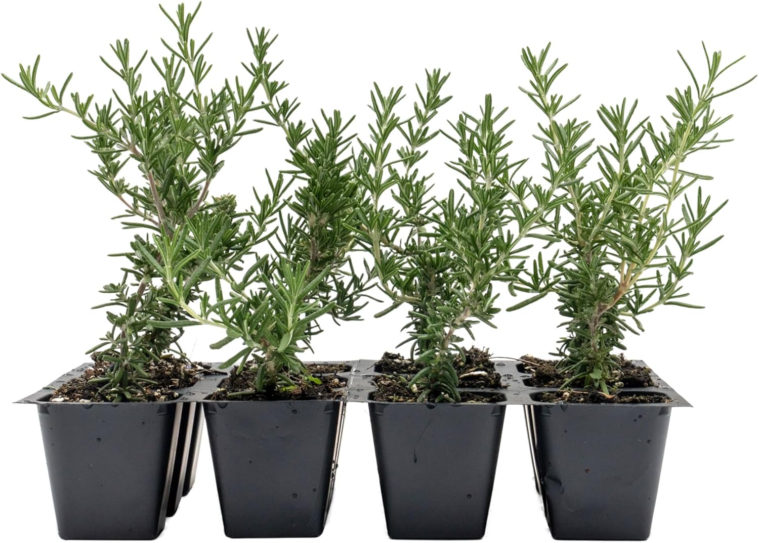 12 Creeping Rosemary in 2.5” Nursery Cubes (Rosmarinus officinalis ‘Prostratus’) | Evergreen Aromatic Groundcover Herb for Rock Gardens, Walls & Containers | Ready-to-Plant Live Starter Plants