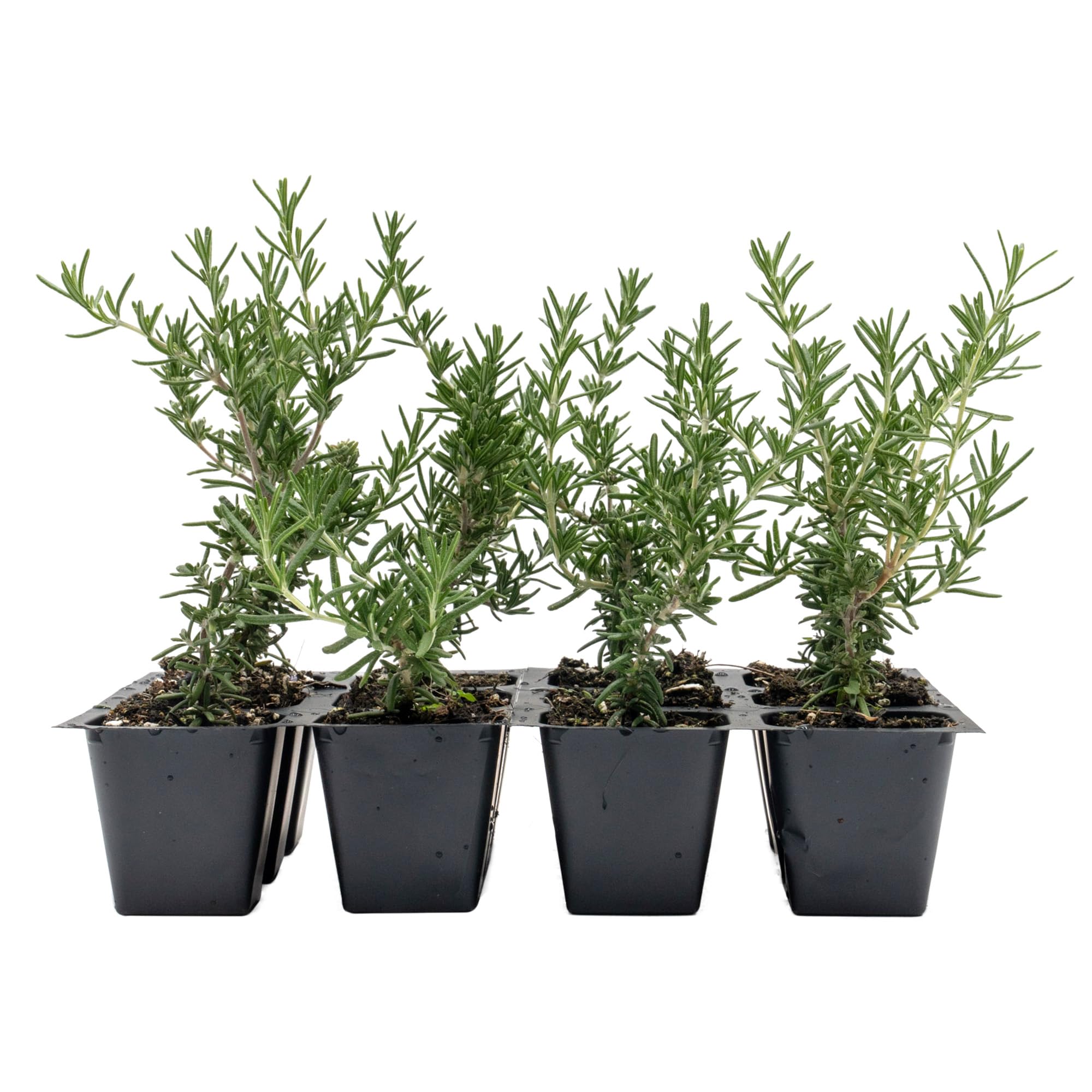 12 Creeping Rosemary in 2.5 Nursery Cubes