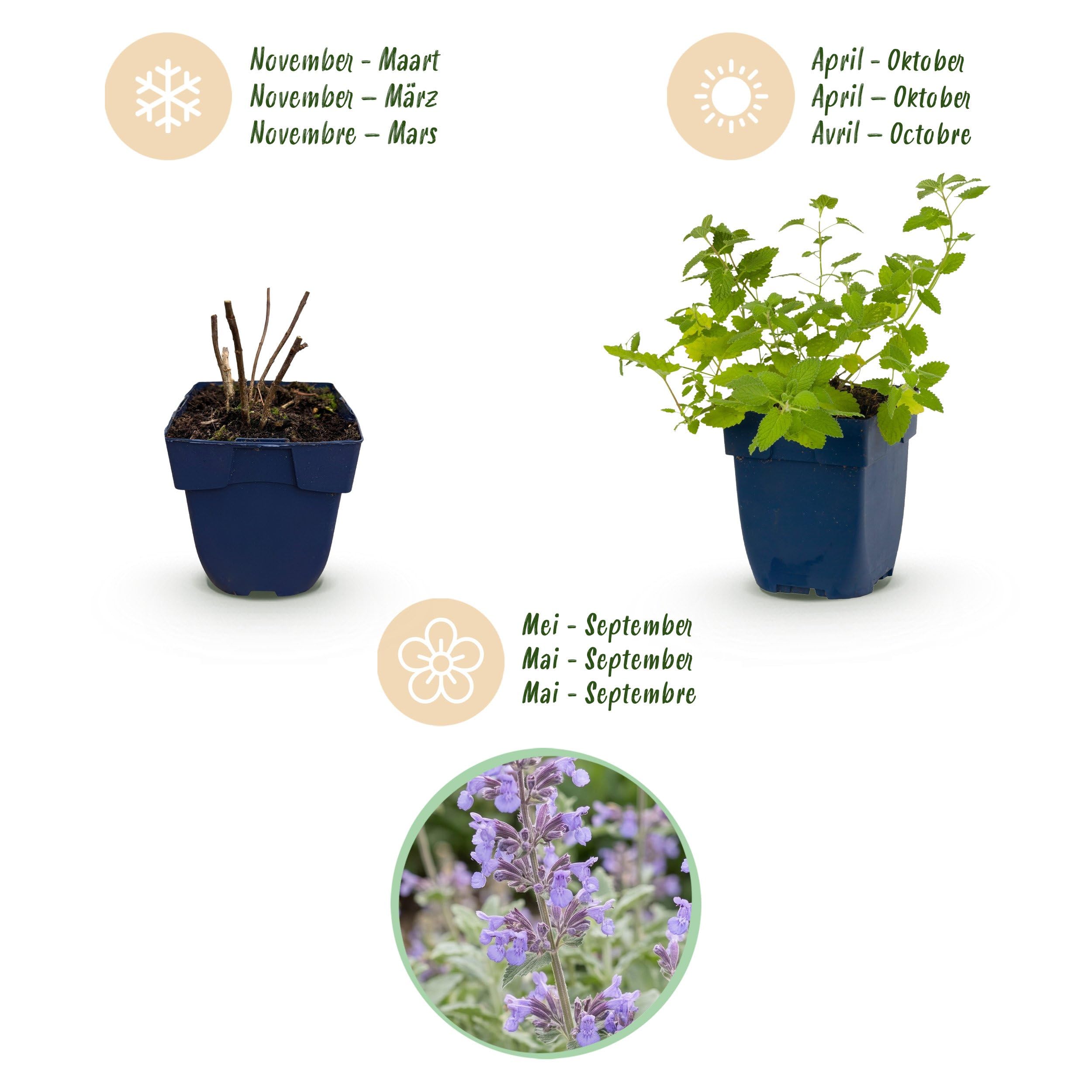 Nepeta faassenii - Erba gatta - Attira api e farfalle - Viola - 6 piante - 15-25cm - Ø11cm - Pianta da giardino