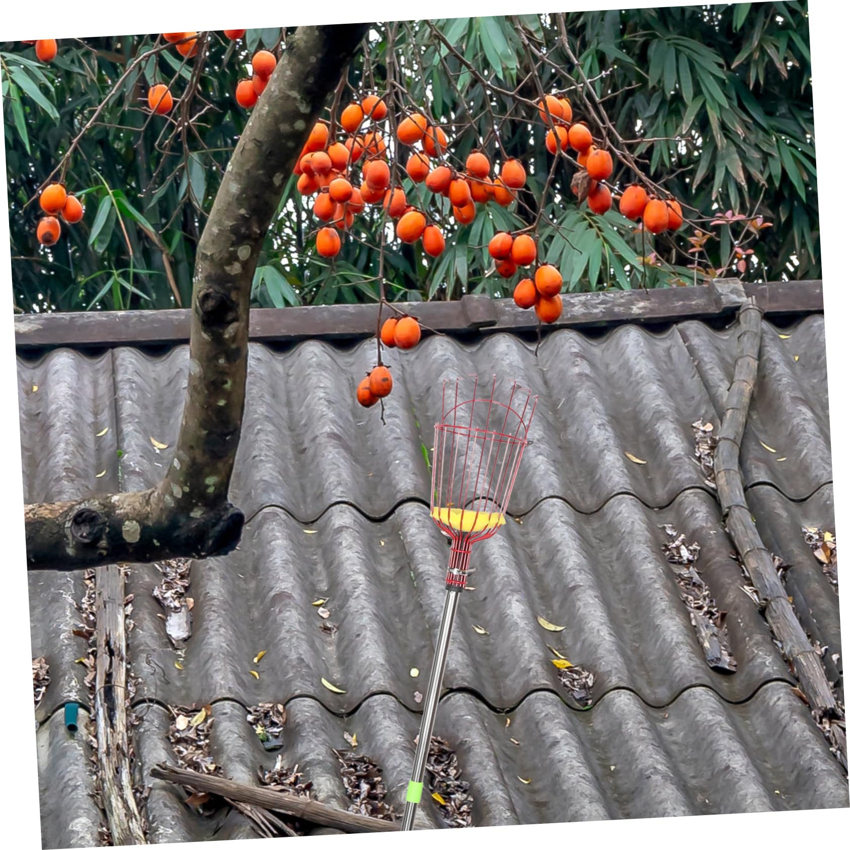 Yardwe Perche à Cueillette de Fruits Légère en Acier Allié avec Panier, Télescopique à Quatre Sections, Portable Récolte de Poires et Oranges Jardin