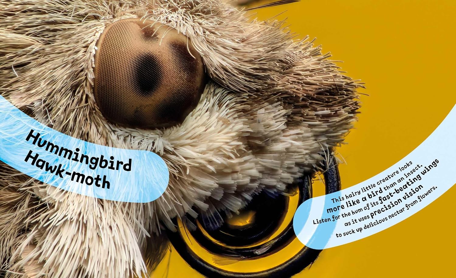 Eye View: Bugs and Other Tiny Creatures      Hardcover – March 3, 2026