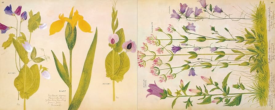 洋書 FUZZ,ACID AND FLOWERS 洋書 FUZZ,ACID AND FLOWERS Amazon.co.jp: On Flowers: Lessons