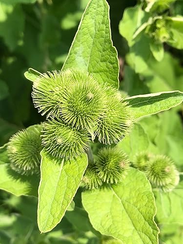 Miniatura 2 de Semillas de Bardana Orgánicas (Arctium lappa) 100 Semillas (0.04 oz)