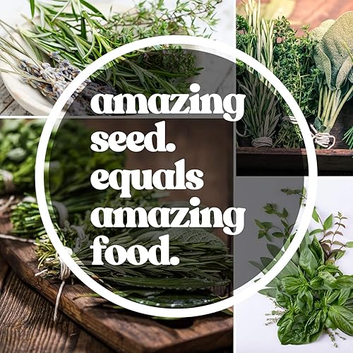 Miniatura 5 de Semillas de jardín de hierbas de rúcula silvestre, paquete de 0.04 oz  500 semillas, sin OMG, reliquia, anual, hierbas, microverdes, jardinería