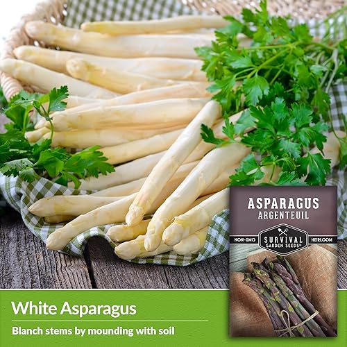 Miniatura 4 de Argenteuil - Semillas de espárragos morados para plantar, 1 paquete con instrucciones para plantar y cultivar espárragos franceses gourmet en tu