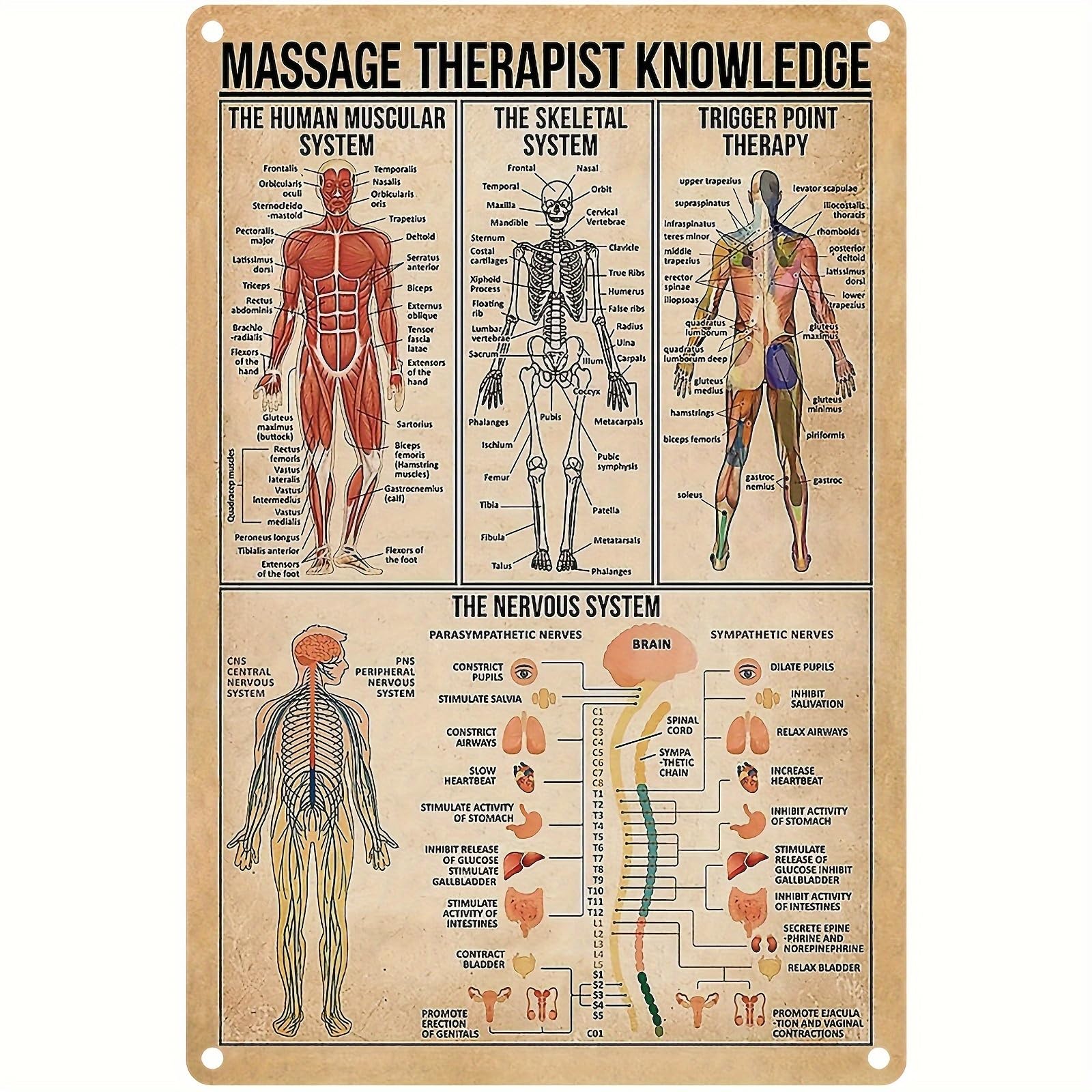 Anceky Massage Therapist Knowledge Aluminium Metal Tin Sign Home Plaque Poster Home Bar Pub Wall are Decor New 5.5x8