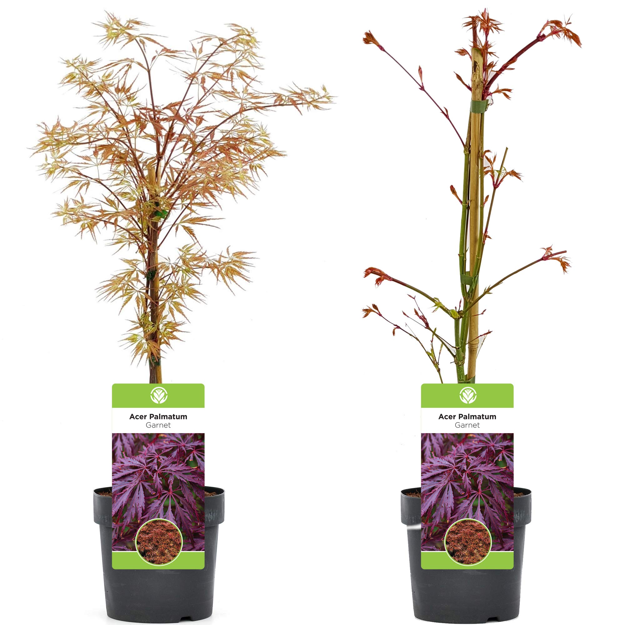 Acer palmatum dissectum "Garnet" | Érable du Japon Arbuste de jardin à feuilles caduques en pot