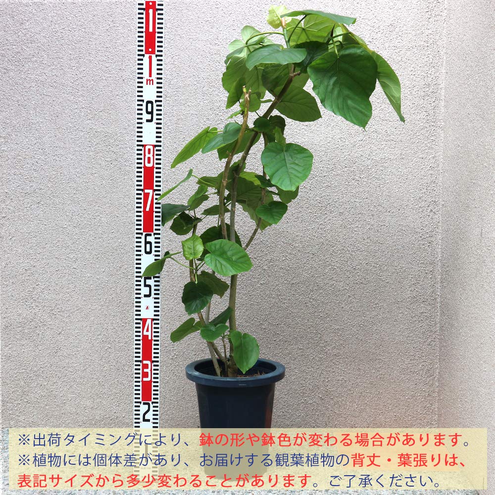 お得】大型観葉植物2点セット（ウンベラータ、ゴムの木）