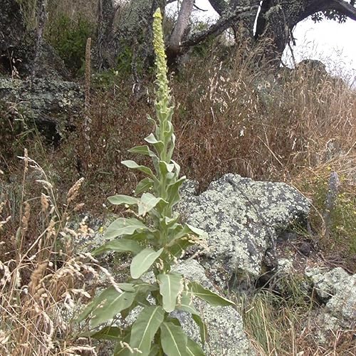 Semillas de gordolobo (Verbascum thapsus) Más de 50 semillas empaquetadas en cápsulas de semillas congeladas para cultivar semillas ahora o ahorrar