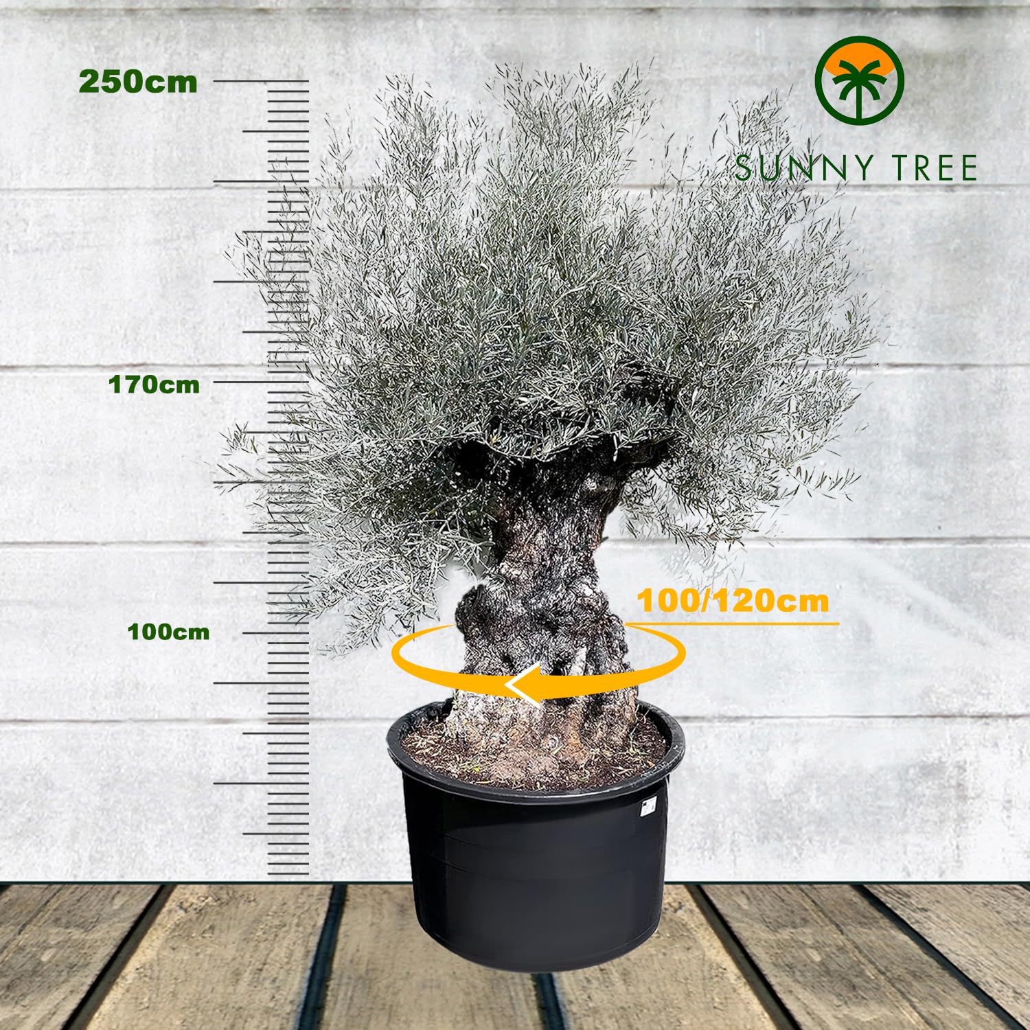 Sunnytree OLEA EUROPEA - WINTERHARTE OLIVENBAUM BONSAI 120 JAHRE ALT - 240 cm