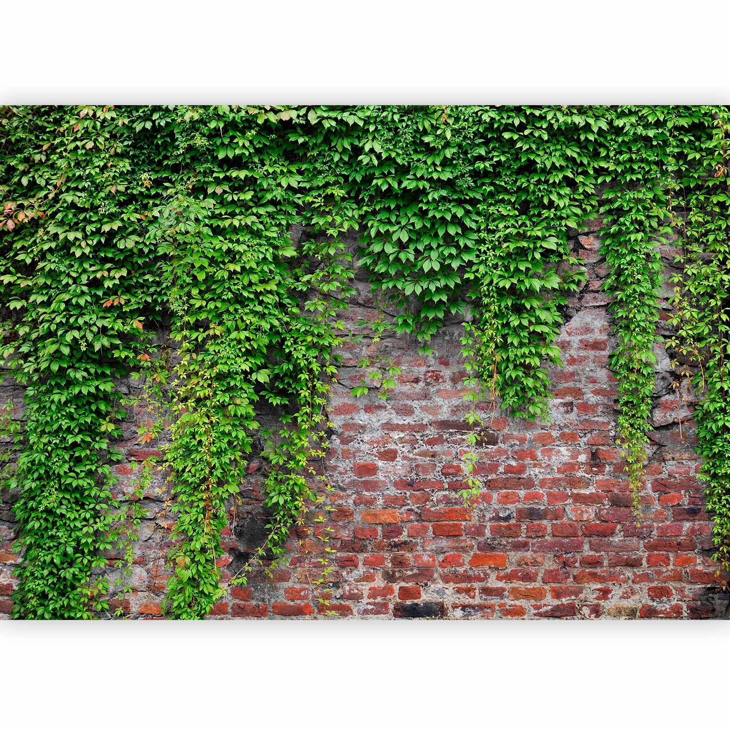 Fototapete murando 400x280 cm Vlies Tapeten Wandtapete XXL Moderne Wanddeko Design Wand Dekoration Wohnzimmer Schlafzimmer Büro Flur Steine Mauer Efeu b-A-0173-a-c