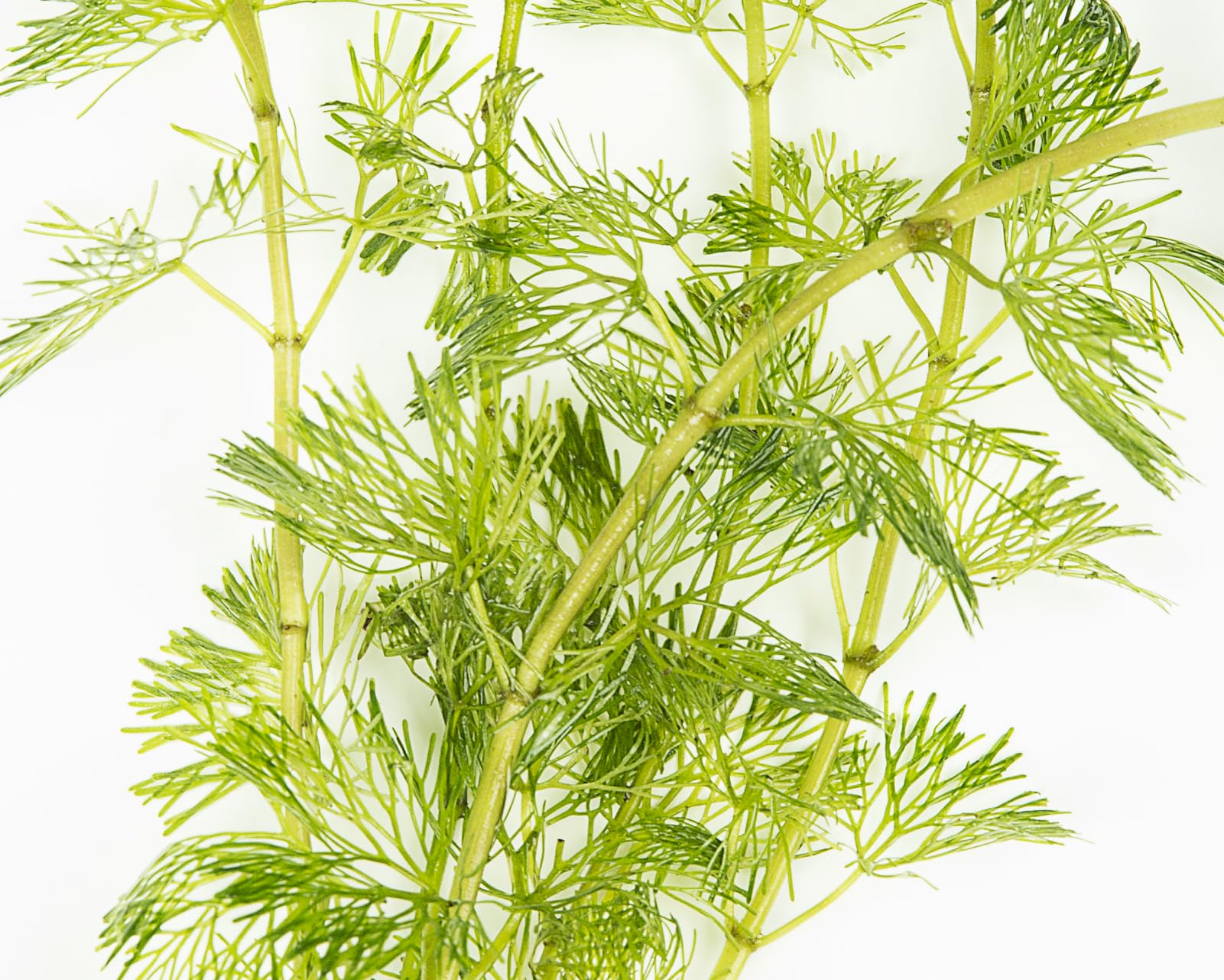 PondPlantsUK Limnophila sessiliflora-submerged - Aquarium Plants