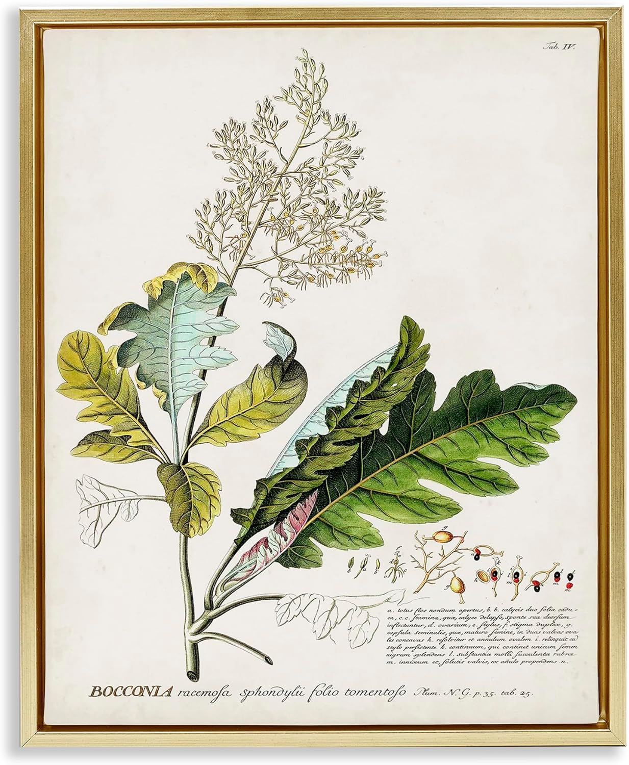 Stupell Industries Botanical Plant Illustration Leaves Vintage Design, Design by World Art Group, 24 x 30, Gold Floater Framed