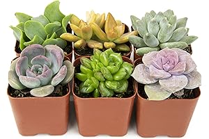 Potted Succulents Live House Plants Beautiful (6PK) - by Plants for Pets