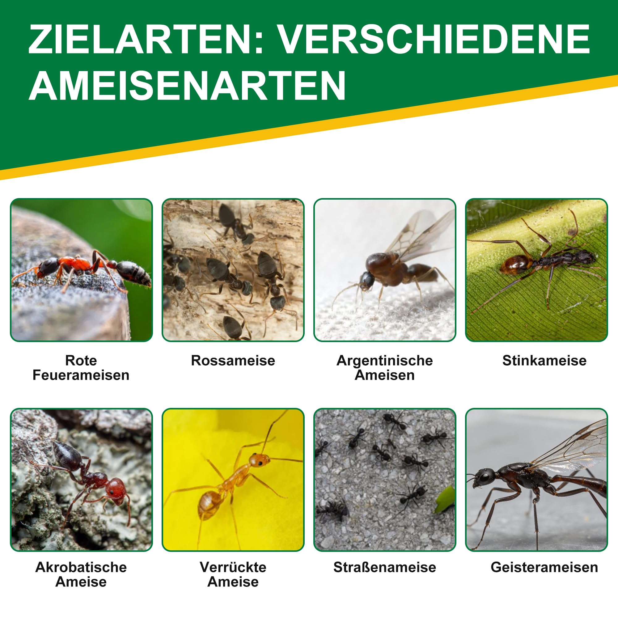 Ameisenköderstationen für den Innen, 64 Stück Ameisenköderdose mit Effektiver Sofortwirkung, Sicher für Haus und Garten