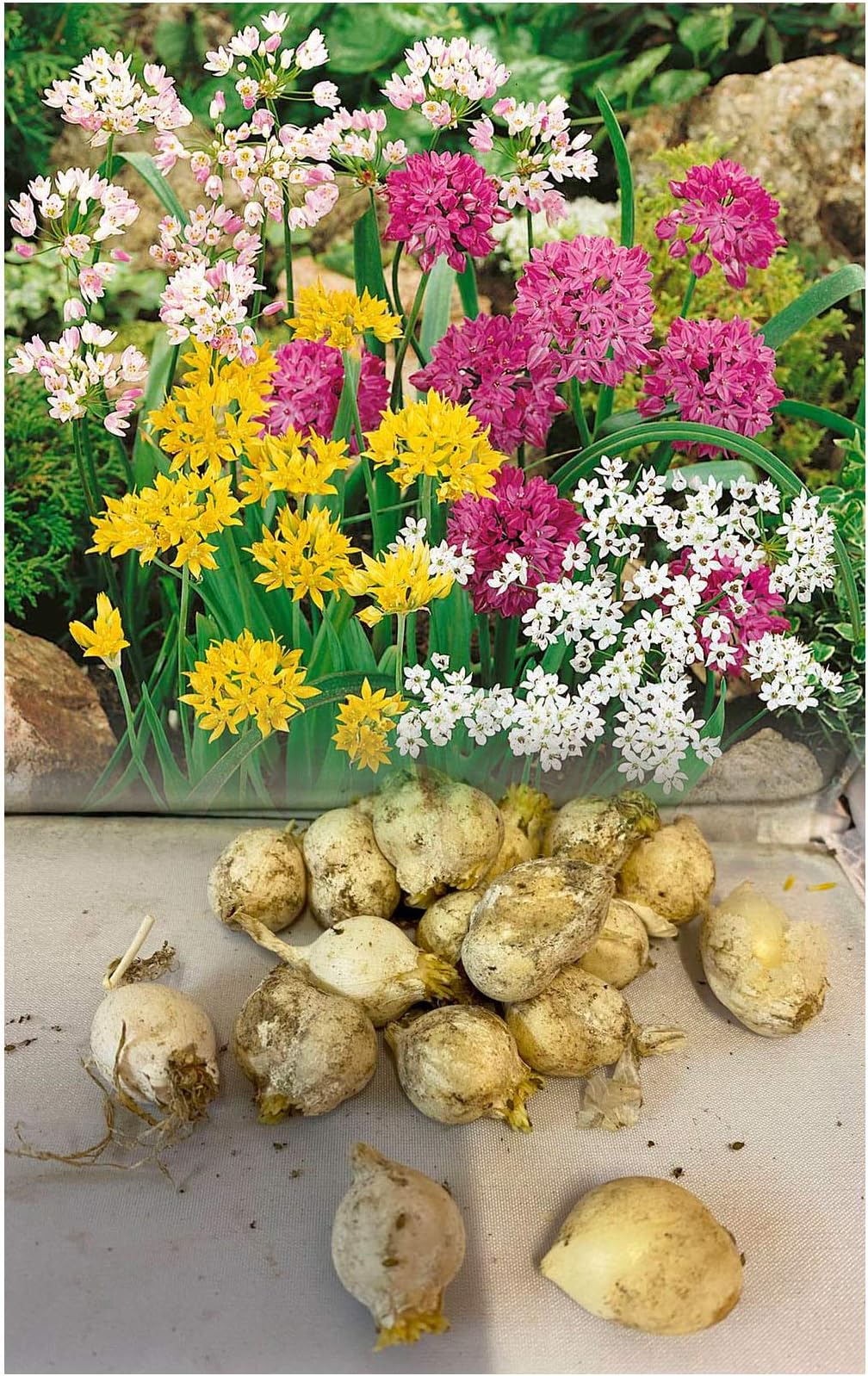 30 Mixed Miniature Allium Bulbs Hardy Fragrant Dwarf Summer Perennial Plant 25cm High