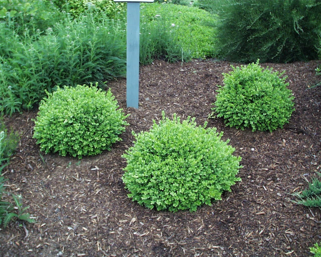 Buxus micro. jap. 'Green Velvet' (Boxwood) Evergreen, #3 - Size Container