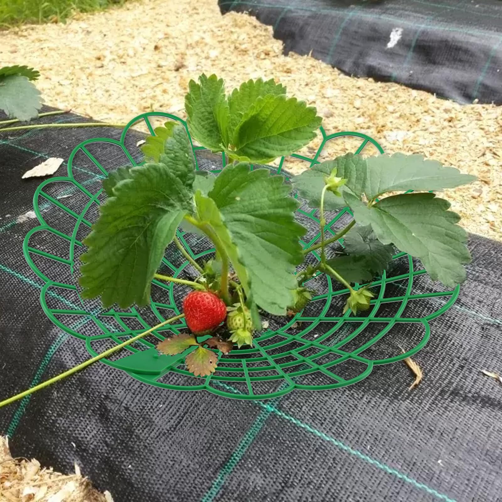 Zestaw 25 pojemników do truskawek, 29 cm, z tworzywa sztucznego, podpórki do truskawek, stojak, kratka do truskawek, ochrona ro?lin truskawkowych