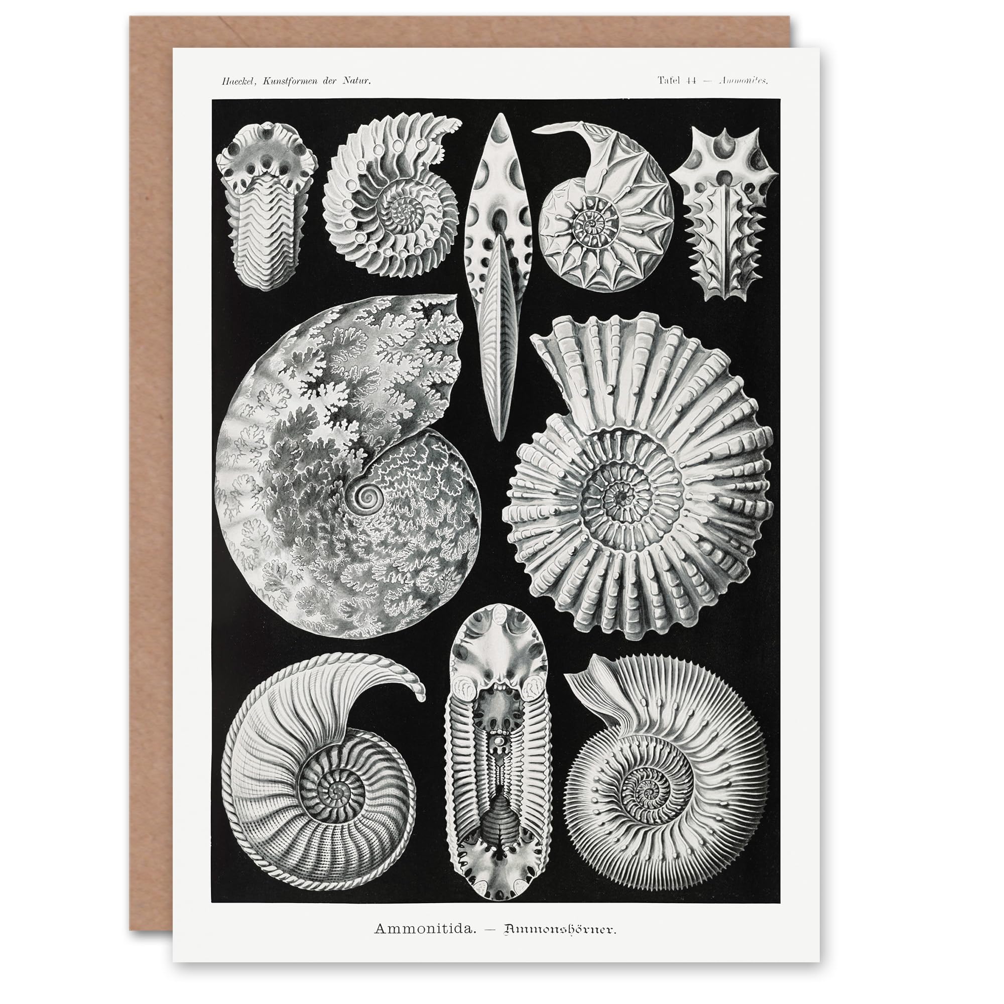 Artery8 Ernst Haeckel Art Card Ammonite Fossil Cephalopods
