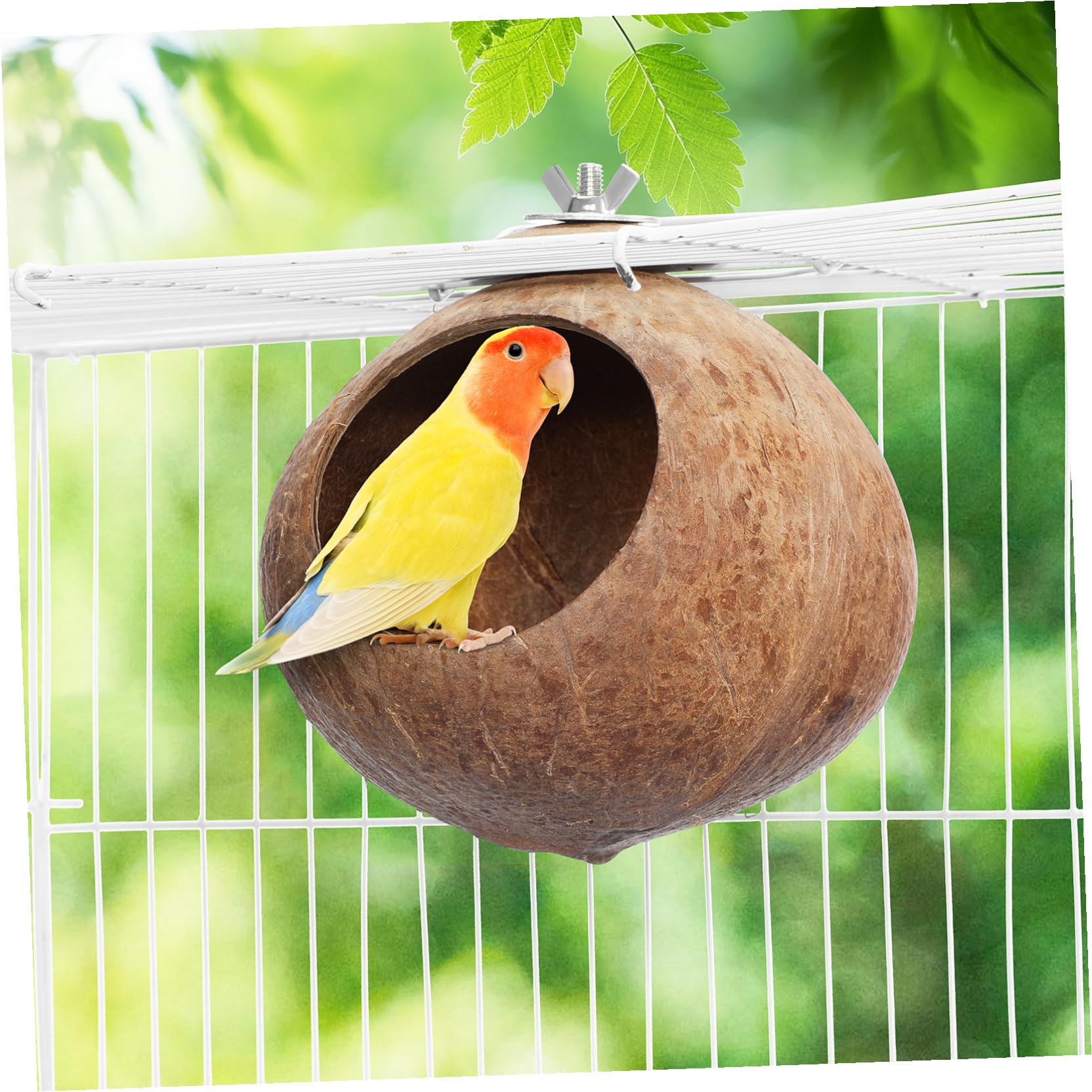 Balacoo Nid d'Oiseau en Noix de Naturelle, Cabane Suspendue pour Hamster, Perruche, Canari et Petite Souris, Abri de Repos et Jouet de Cage Écologique, Cachette pour Reproduction (15 cm)